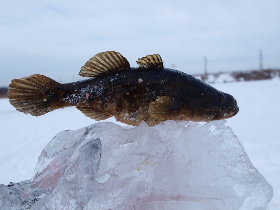 Морской бычок Дальневосточный