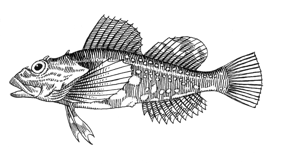 Голомянка рисунок