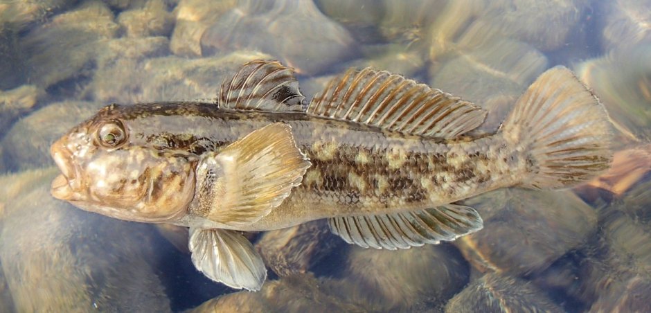 Северобайкальская желтокрылка (Cottocomephorus alexandrae)