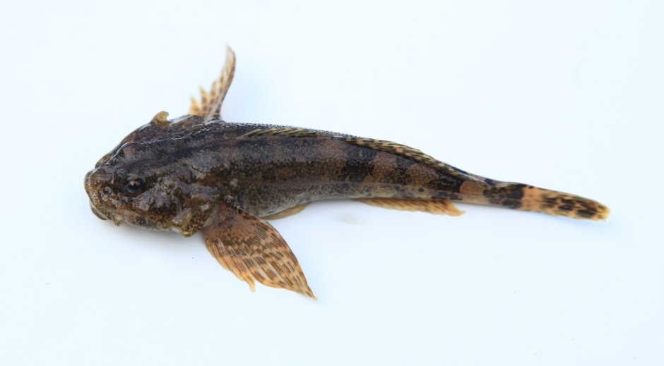 Batrachocottus Baicalensis