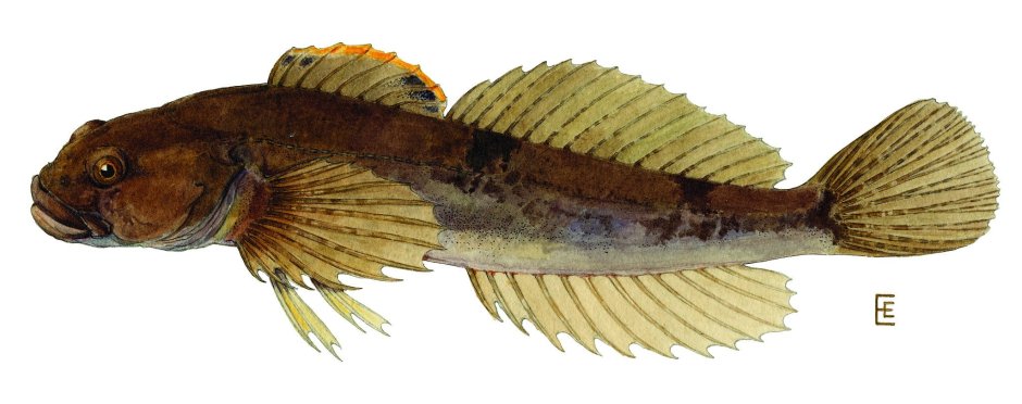 COTTUS extensus