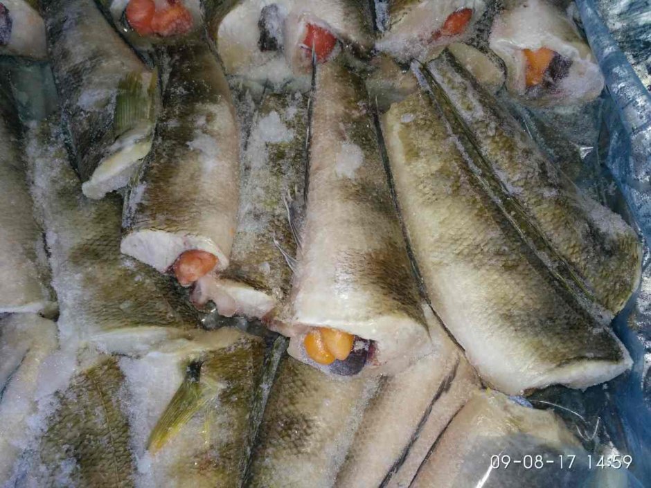 Нототения рыба фото