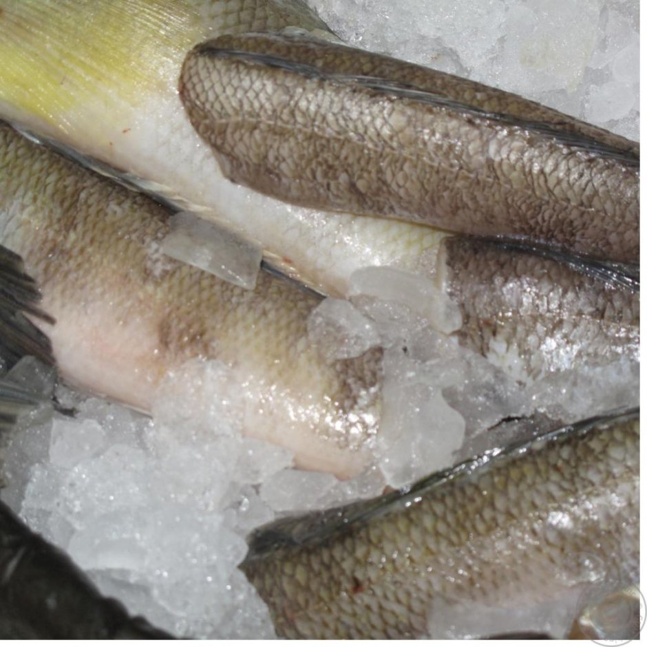 Рыба хек вареная