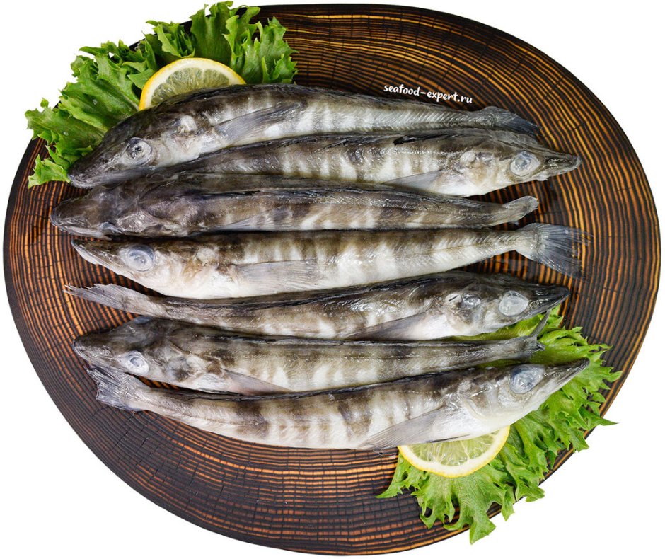 Морская рыба Ледяная