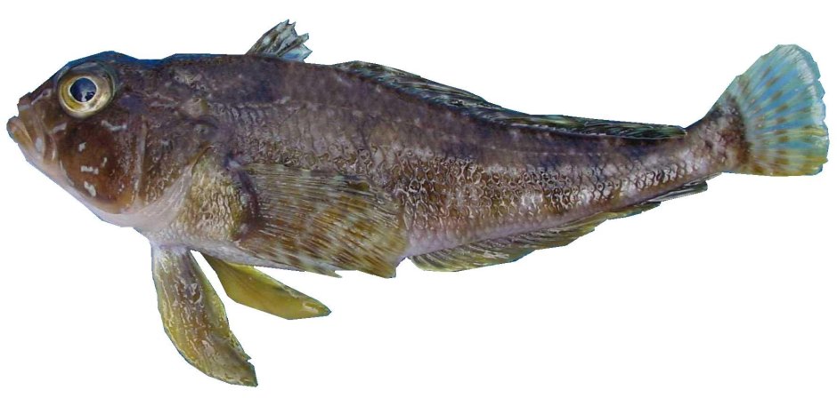 Нототения мраморная