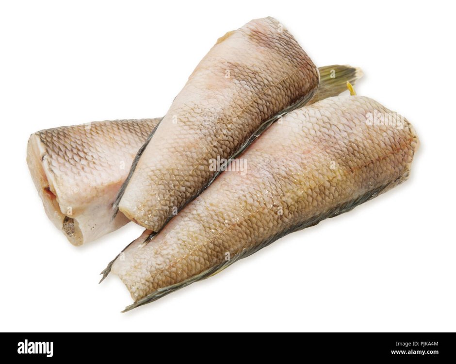 Нототения рыба фото