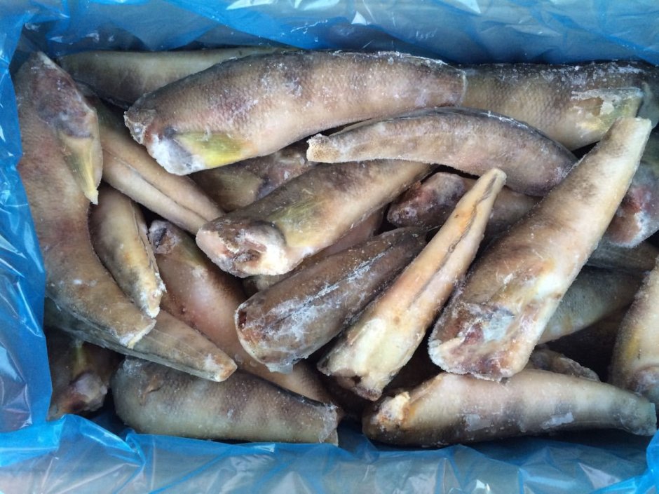 Нототения мраморная