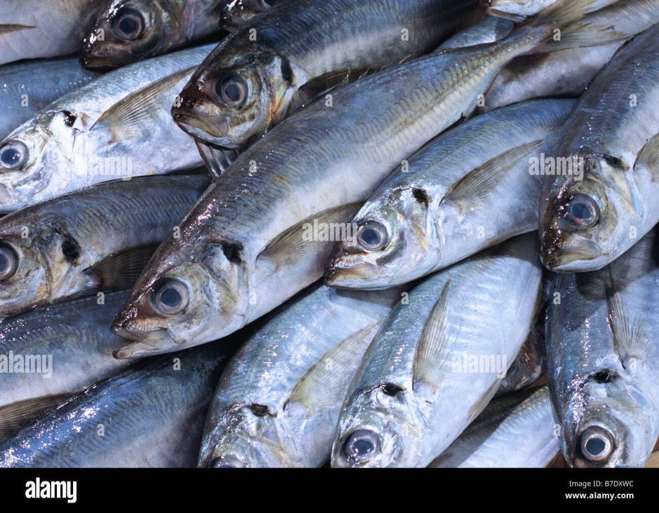 Нототения это хек