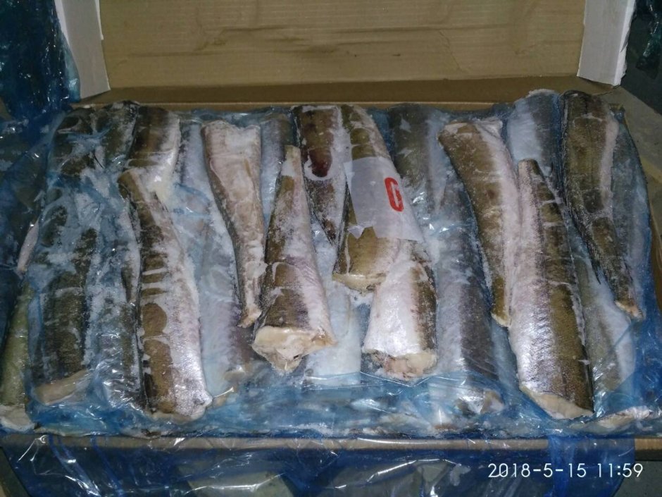 Морская рыба нототения