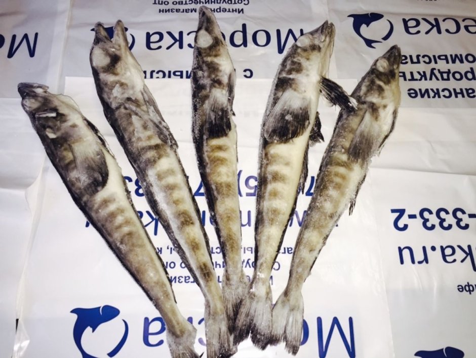 Нототения мраморная