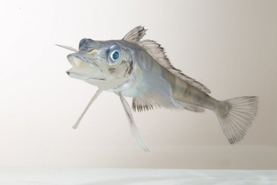 Нототения мраморная