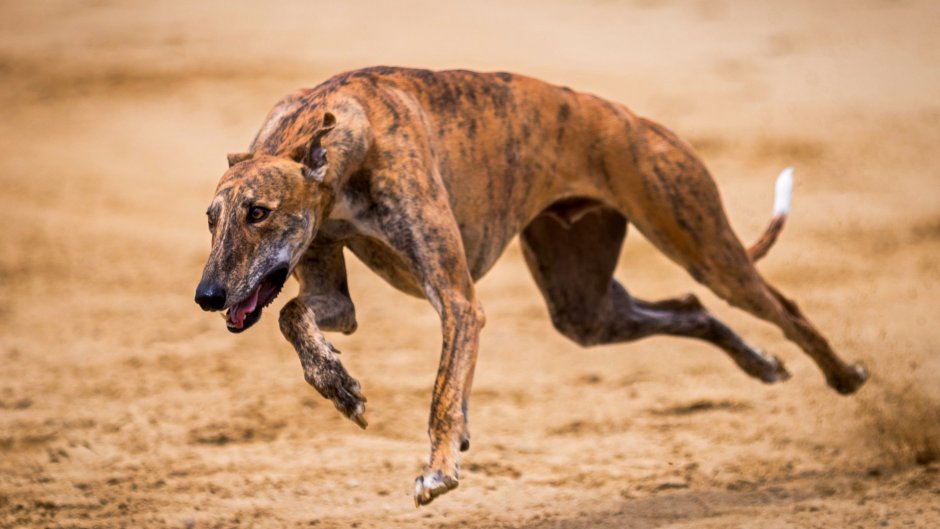 Rampur Greyhound