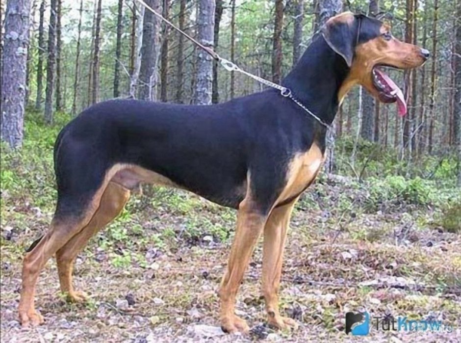 Еленская гончая