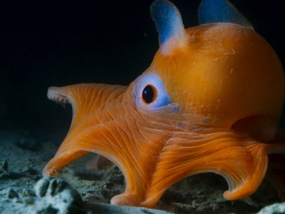 Осьминог Дамбо Grimpoteuthis
