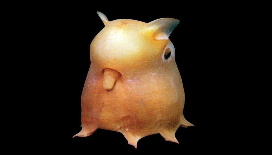Осьминог Дамбо