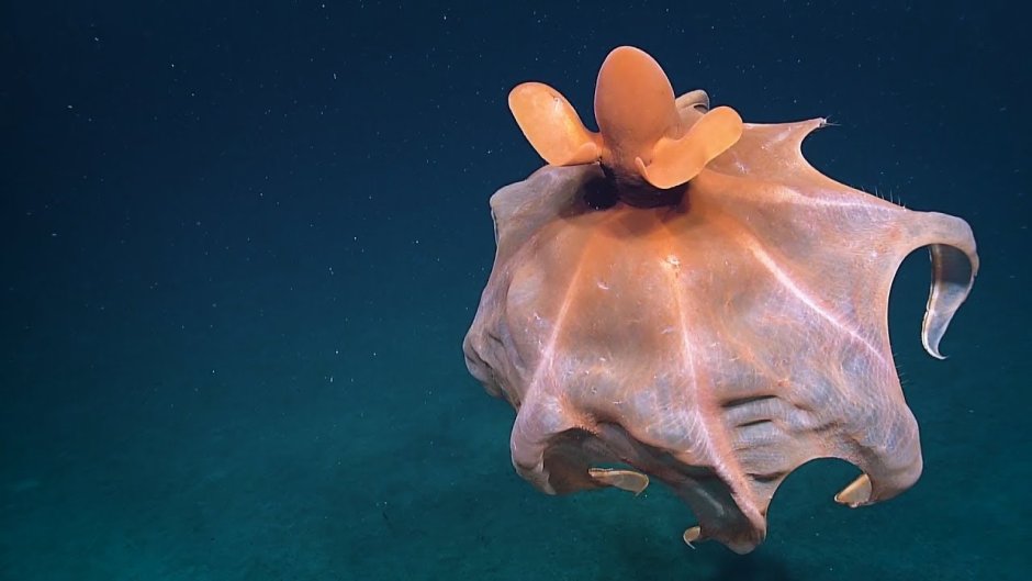Opisthoteuthis adorabilis