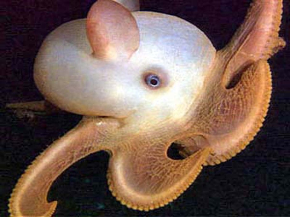 Осьминог Cirrothauma murrayi