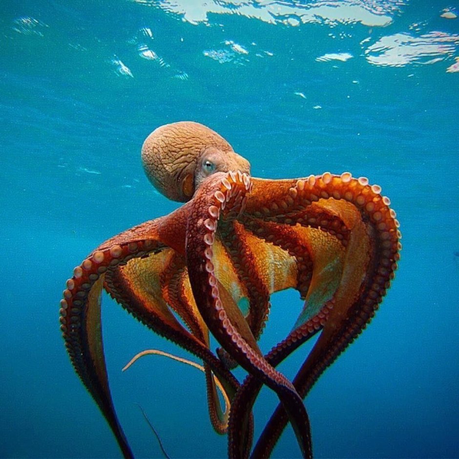Grimpoteuthis boylei