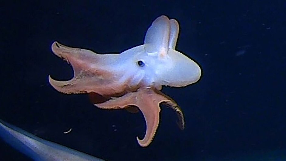 Осьминог Дамбо Grimpoteuthis
