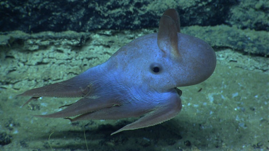 Opisthoteuthis adorabilis