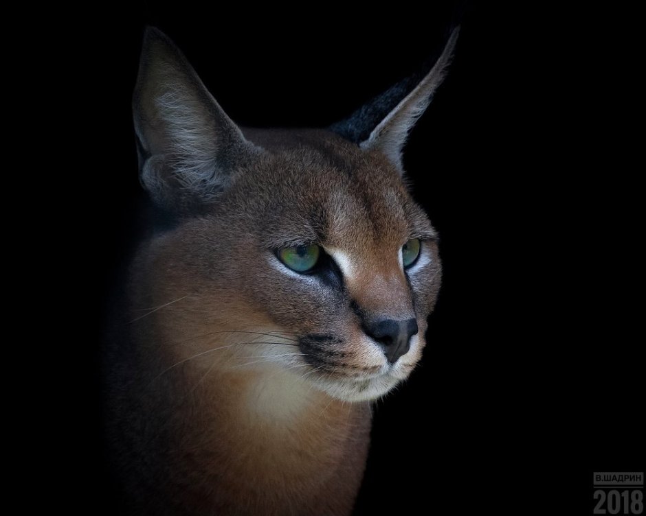 Кот каракал