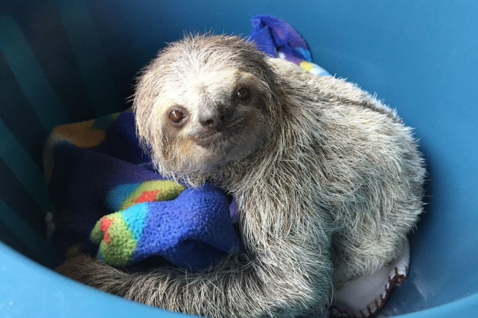 Sloths in a wheelbarrow