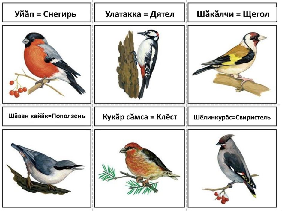 Сорокопут свиристель