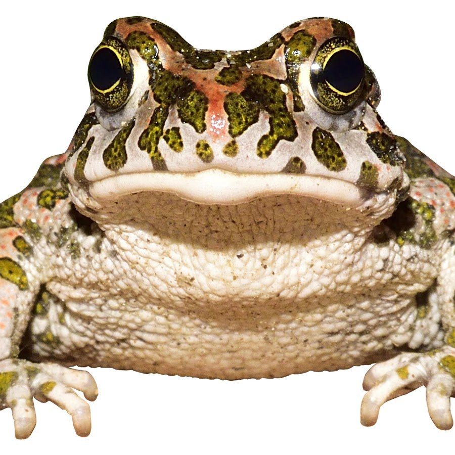 Лягушка анфас