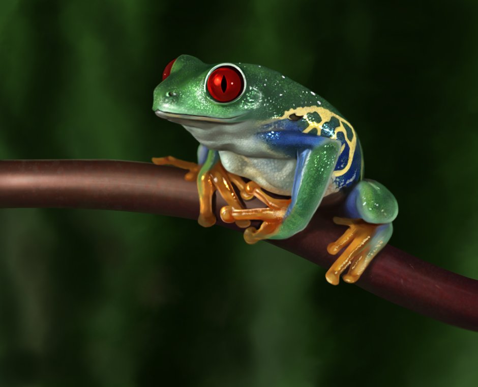 Лягушка с боку