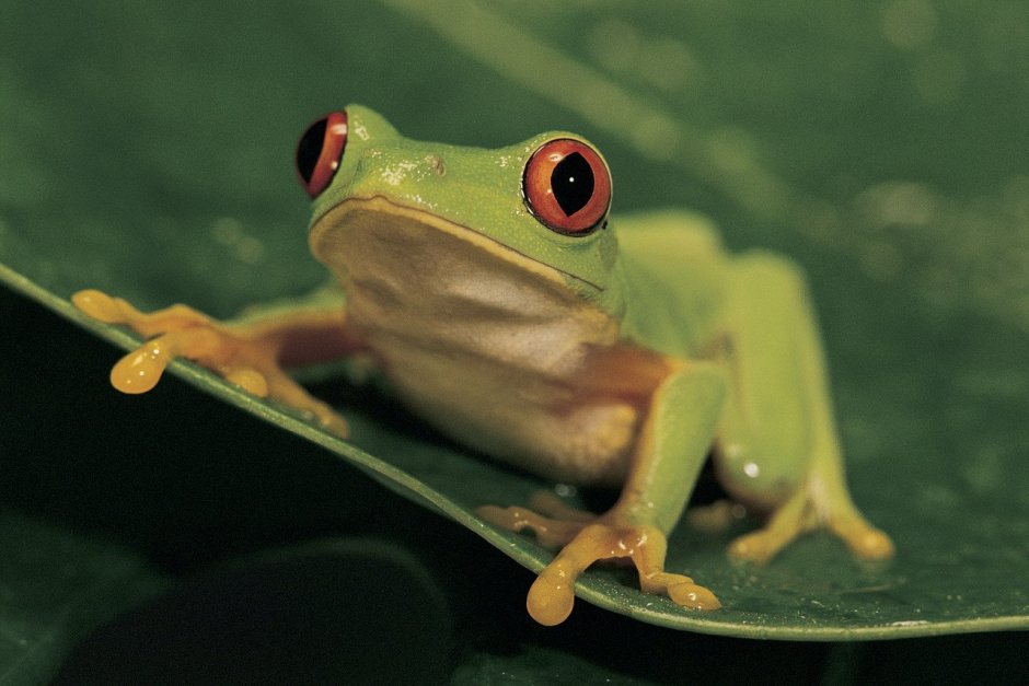 Чернолапый веслоног