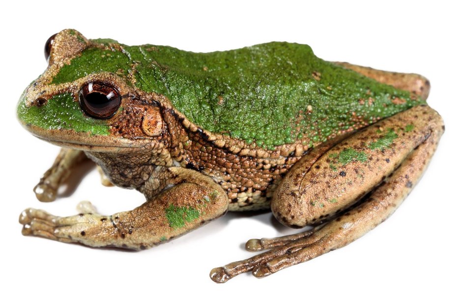 Свистящая квакша