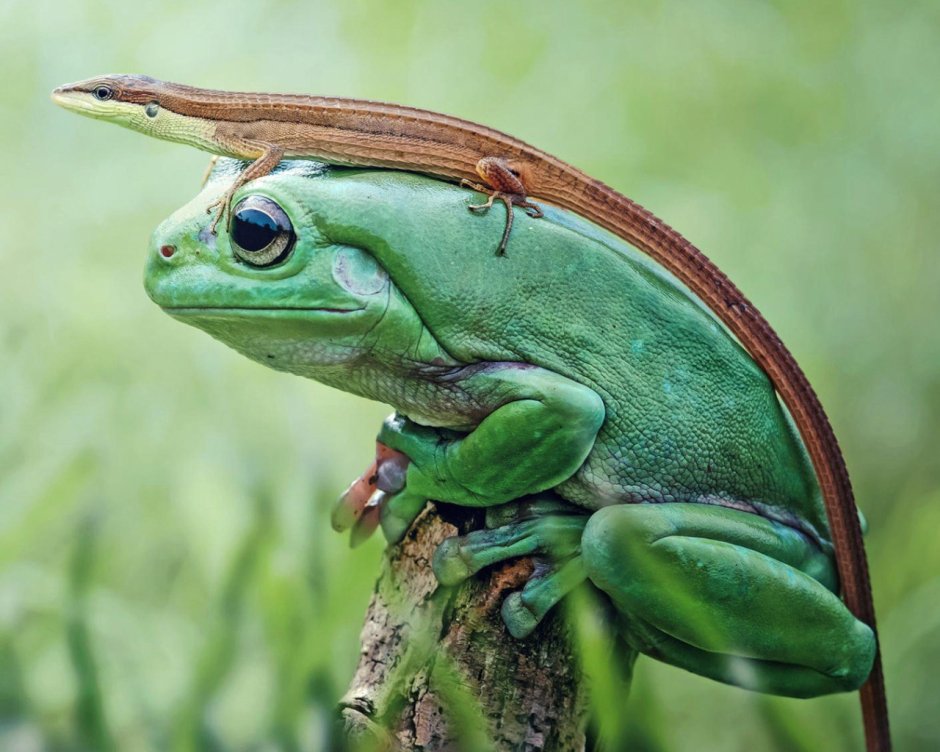 Палеобатрах лягушка