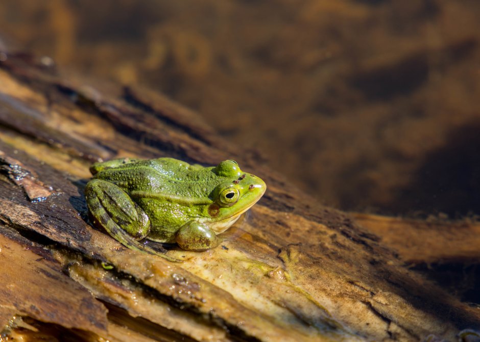 Жабы Татарстана