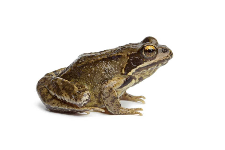 Жаба в профиль