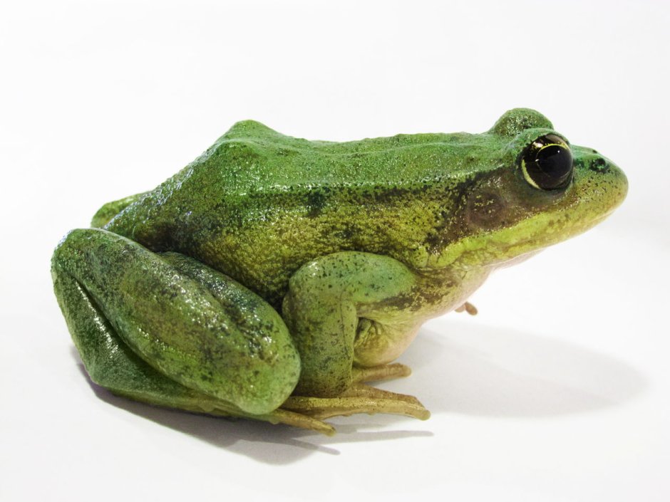 Лягушка в профиль