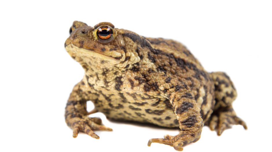 Жаба на белом фоне