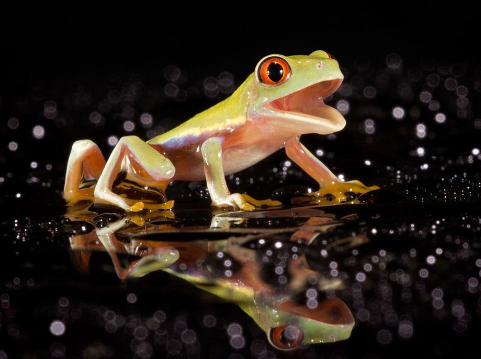 Лягушка с шестью ногами