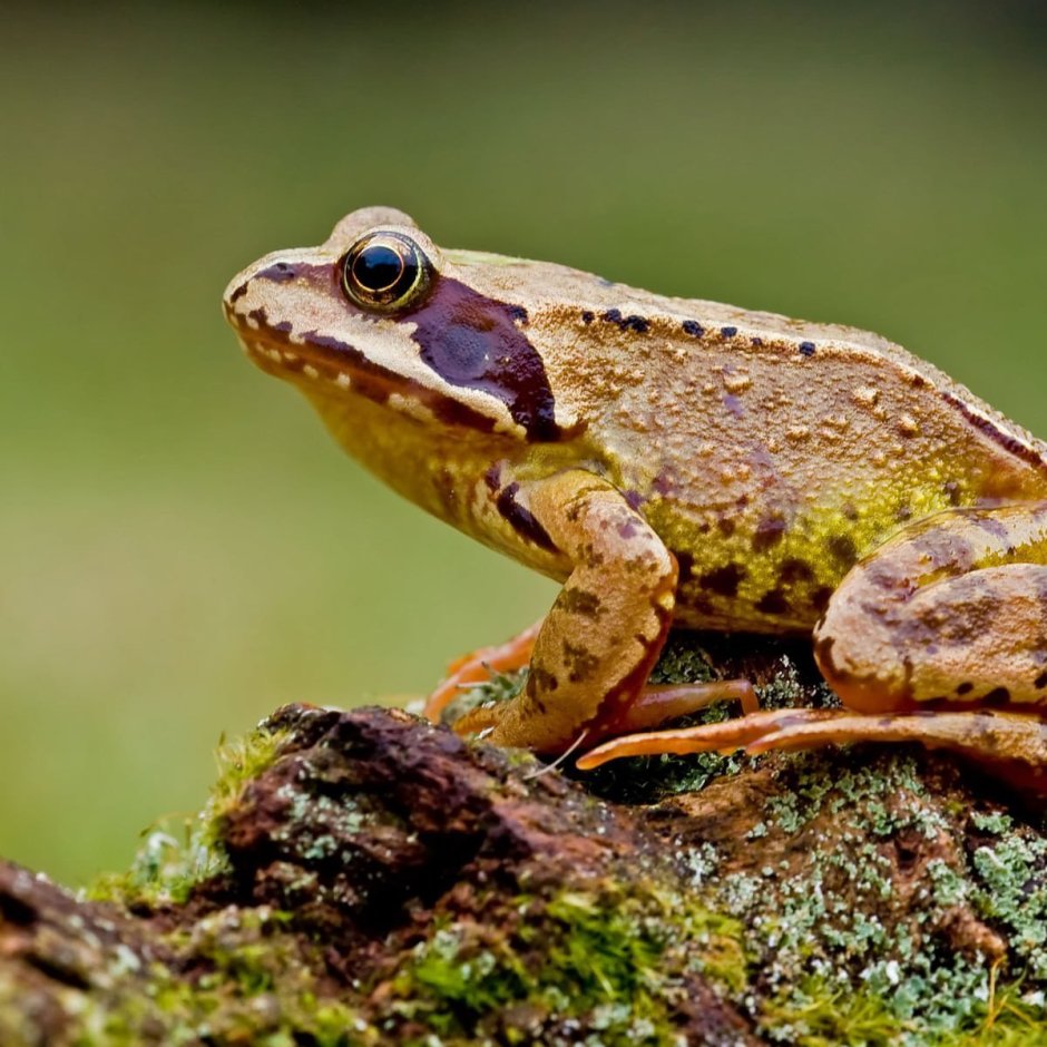 Травяная лягушка квакша