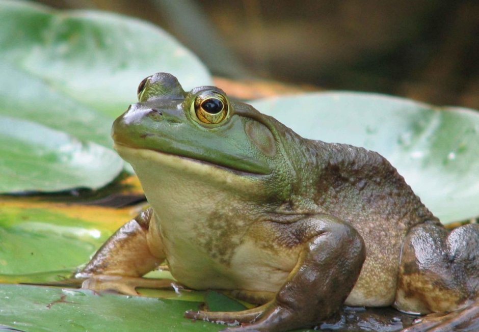 Буллфрог лягушка