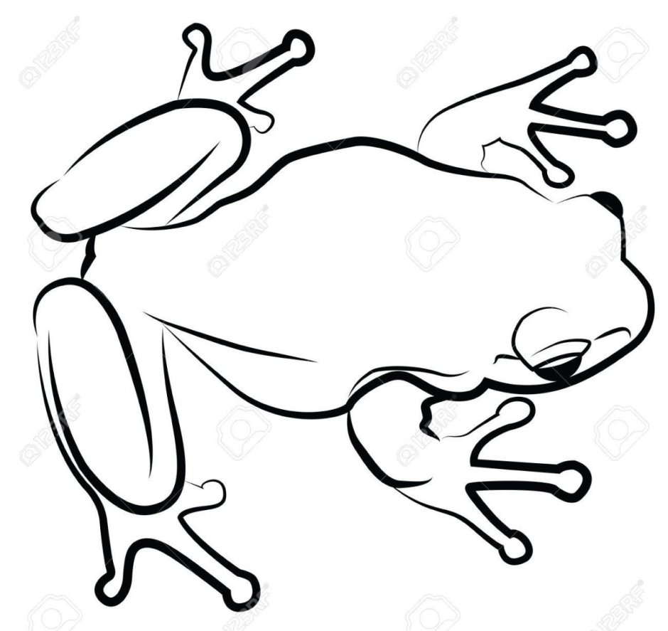 Лягушка вид сверху