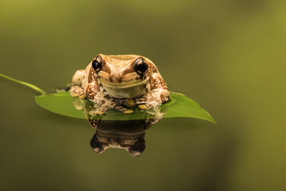 Жаба Пискун