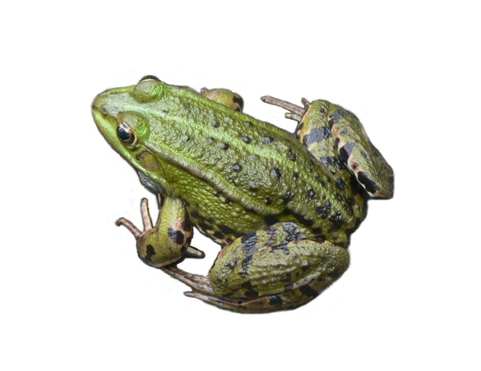Лягушка вид сверху