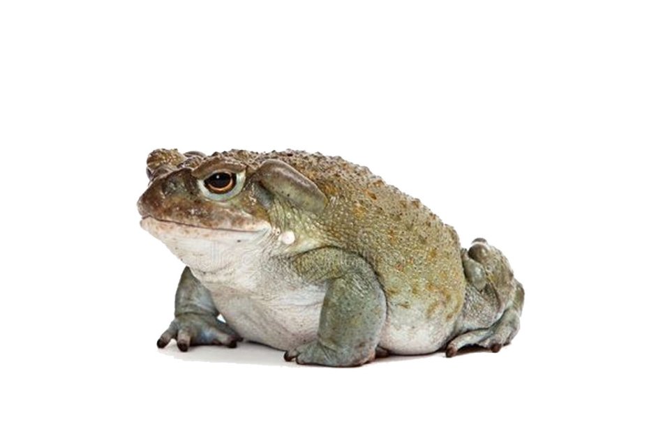 Соноранская пустынная жаба