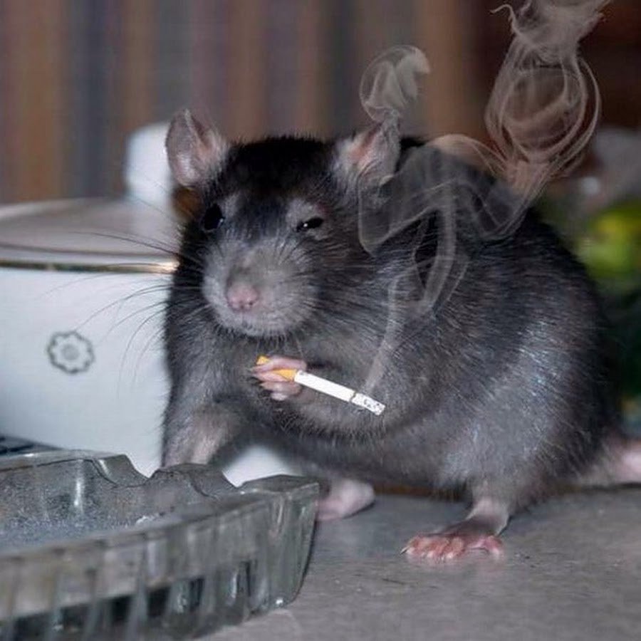 Милые мышки