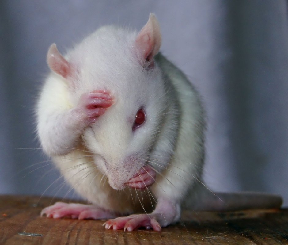 Мышонок из Тома и Джерри