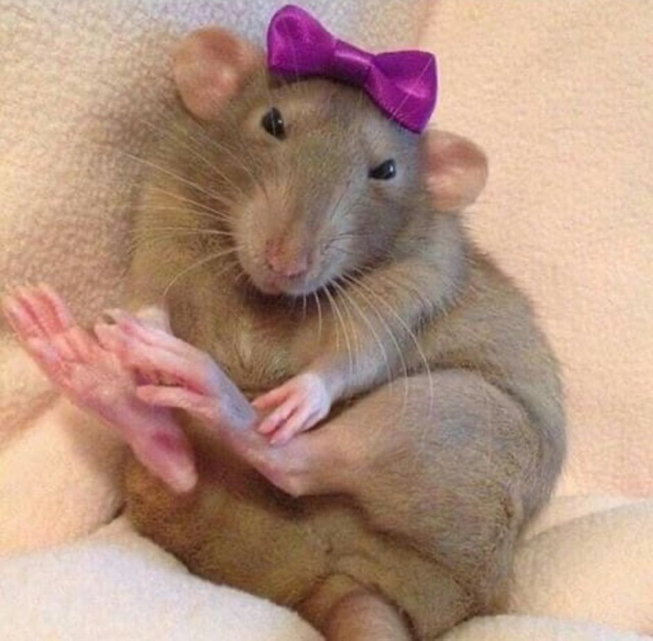 Беатрикс Поттер the Tale of two Bad Mice