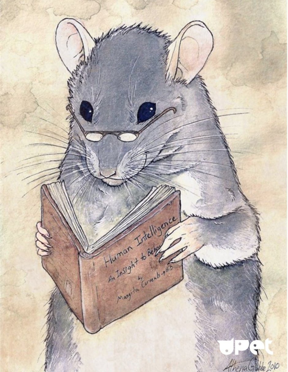 Крыски подружки