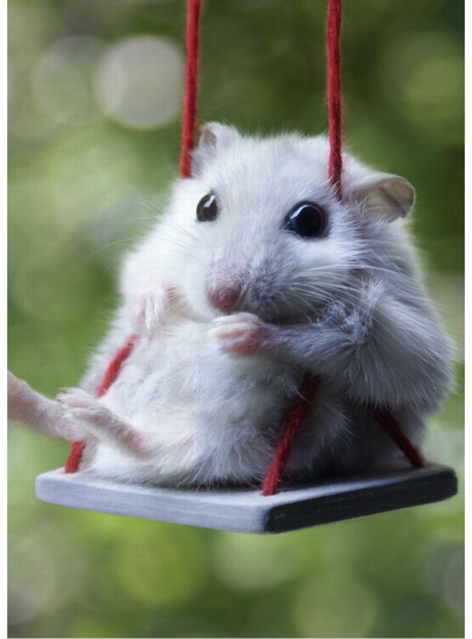 Милый хомяк