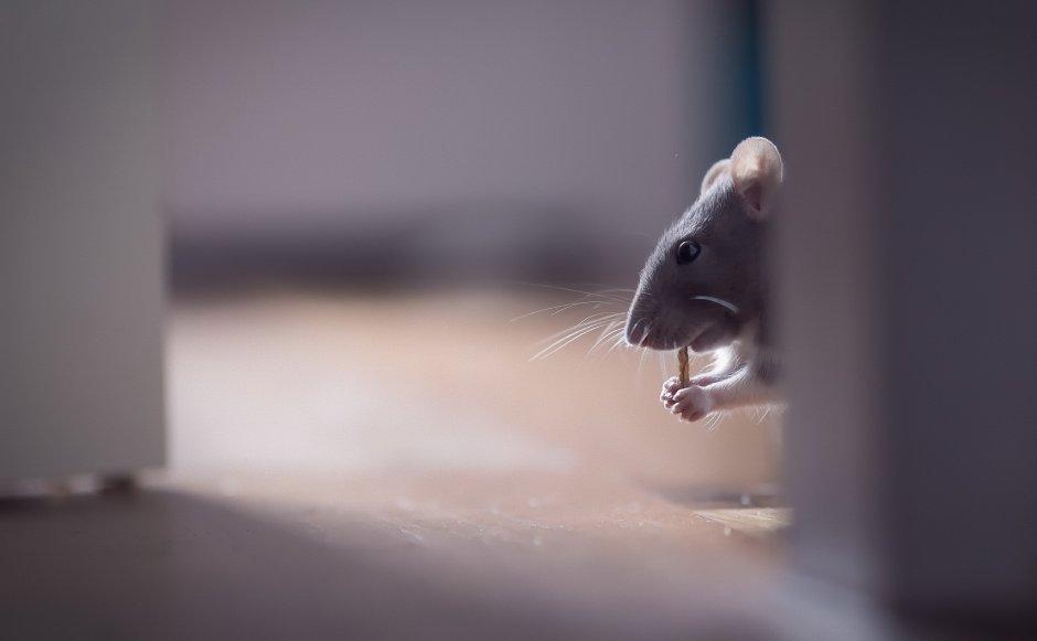 Грустная мышка