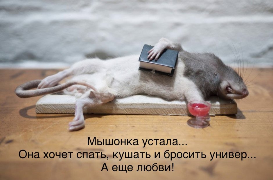 Джерри ангел